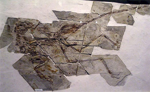 Sinornithosaurus_skeleton.jpg