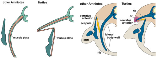 Turtle_crosssections.jpg