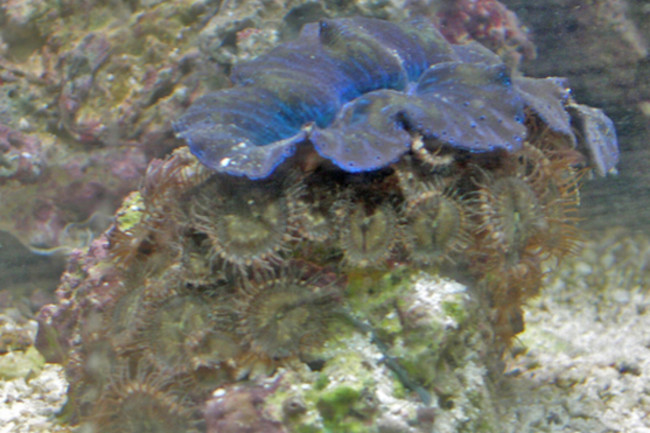 World S 2nd Deadliest Poison In An Aquarium Store Near You Discover Magazine