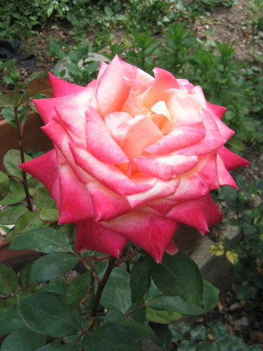a_rose_for_mothers.jpg