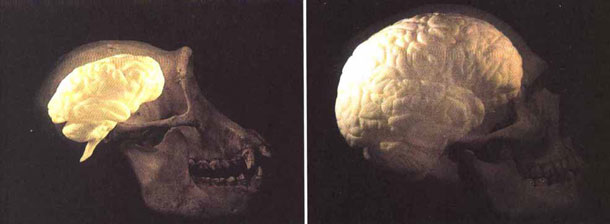 Human_chimp_brain.jpg