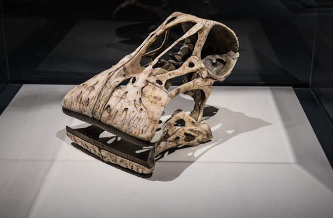 This Bizarre, Long-Necked Dinosaur Had 500 Replaceable Teeth | Discover Magazine