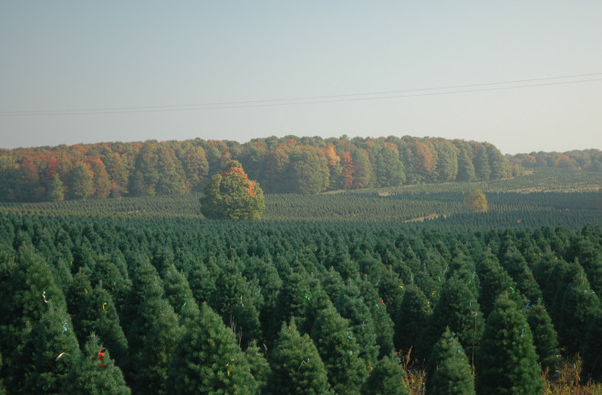 Scotch pines Christmas tree farm - CCBY