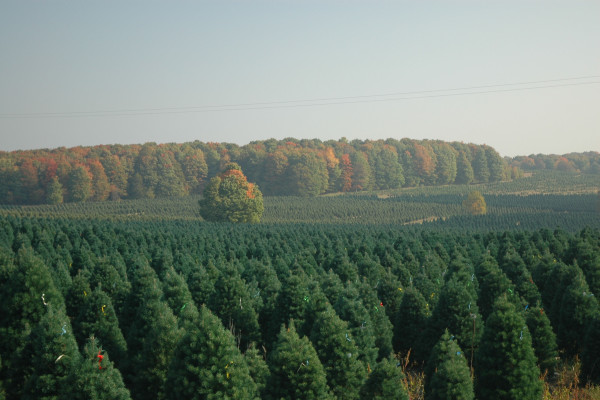 Are Artificial Christmas Trees Better for the Environment Than Real Ones? It Depends