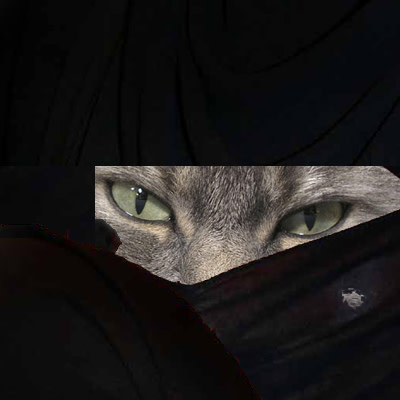 modestcat.jpg