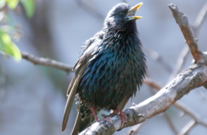 starling1.jpg