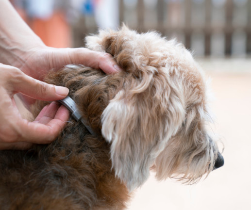 can flea medicine make dogs itch