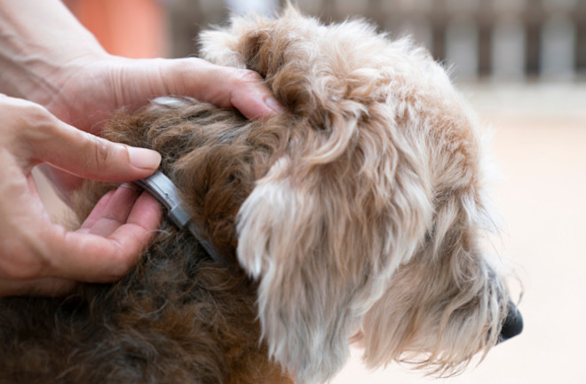 Flea medicine for sales dogs without prescription