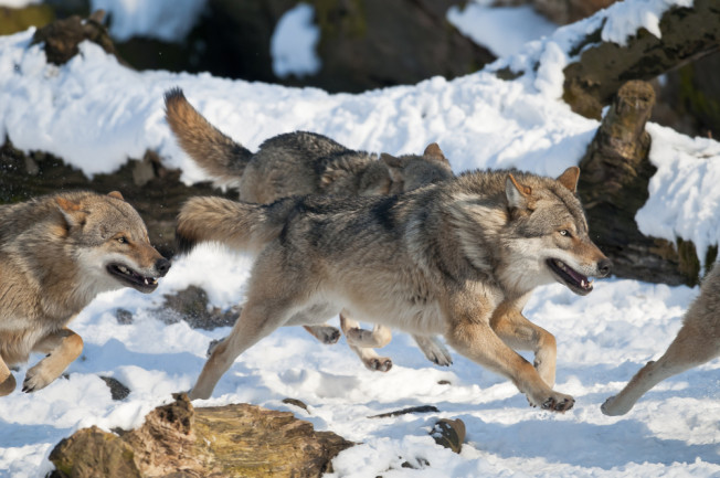 wolf pack running in the snow - shutterstock 187834049