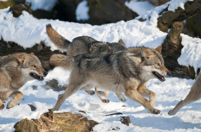 wolf pack running in the snow - shutterstock 187834049