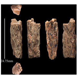 Denisova Bone Fragments - Max Planck Institute