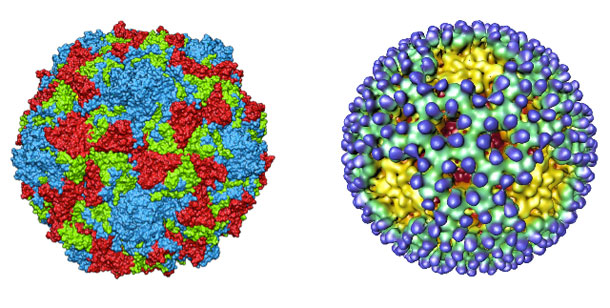 Beneficial Gut Bacteria Can Become Virus Collaborators 