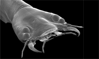 Beetle.jpg