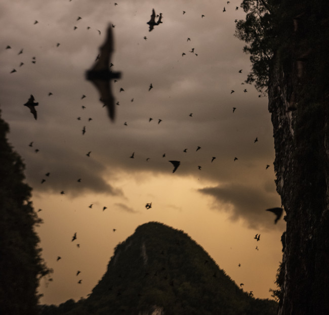 Bats and birds are common reservoirs for viruses that can "spill over" to people—often during encounters in the wild. (Credit: NatGeo/Carsten Peter)