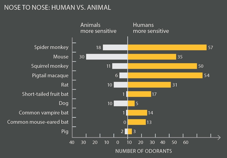 Animal Sense Of Smell Chart