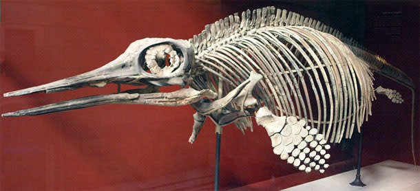Ichthyosaur.jpg