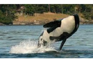 orca.jpg