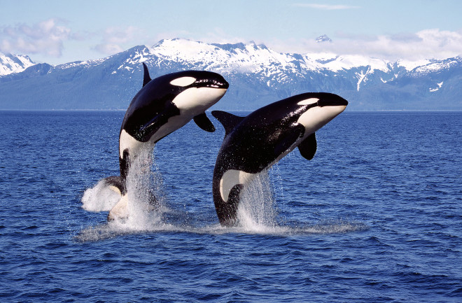 Killer whales jumping