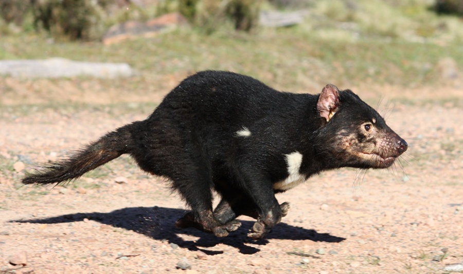 Tasmanian Devils: Facts, Pictures & Habitat