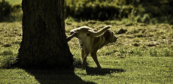 male dog peeing