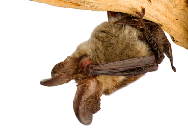 bat_facepalm_crop-1024x707-1024x707.png