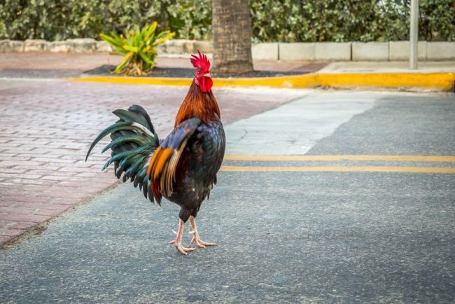 Wild Chickens Rule the Streets in Some Beach Towns. Here’s Why One Scientist Is Studying Them