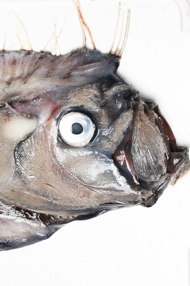 Meet the Doomsday Fish that Strikes Fear in the Hearts of Sailors