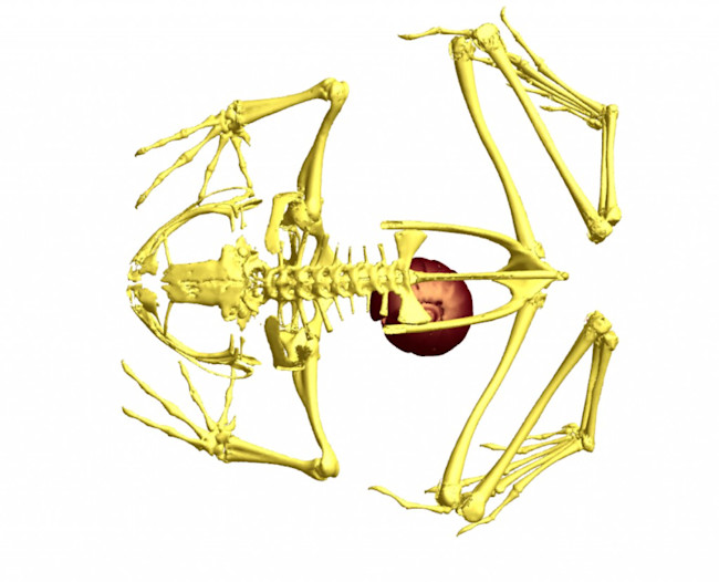 x-ray-1024x829.jpg