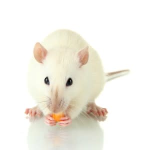 Mouse-eating-corn-286x300.jpg