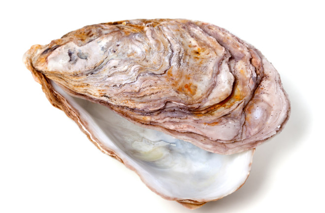 Oyster Shell - Shutterstock