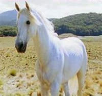 Shadowfax.jpg