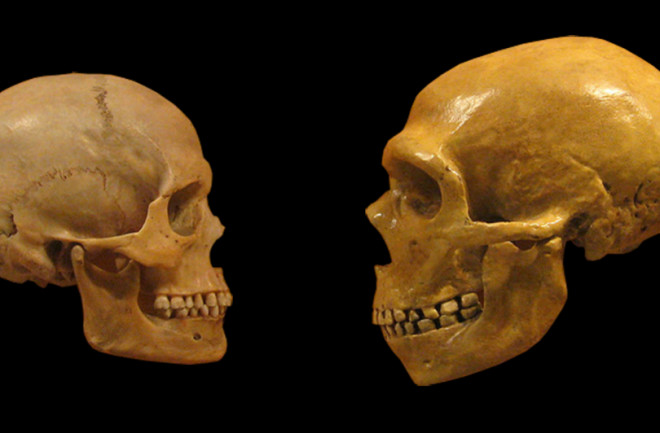 The generalist specialist, Homo sapiens (left) survived but all other hominins, including Neanderthals (right) are now extinct. Researchers say early humans' unique ecological niche may have made the difference. (Credit: Wikimedia Commons)