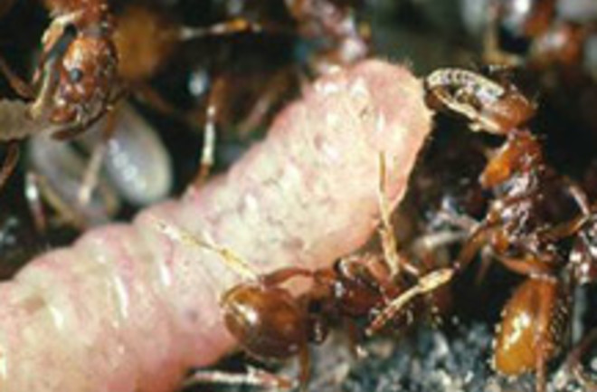Tricky Caterpillars Impersonate Queen Ants To Get Worker Ant Protection Discover Magazine Tricky Caterpillars Impersonate Queen Ants To Get Worker Ant Protection Discover Magazine