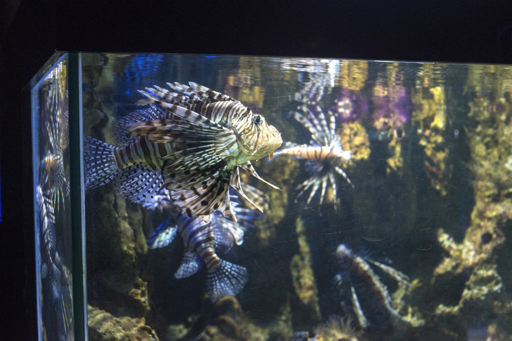 lionfish_aquarium-1024x683.jpg