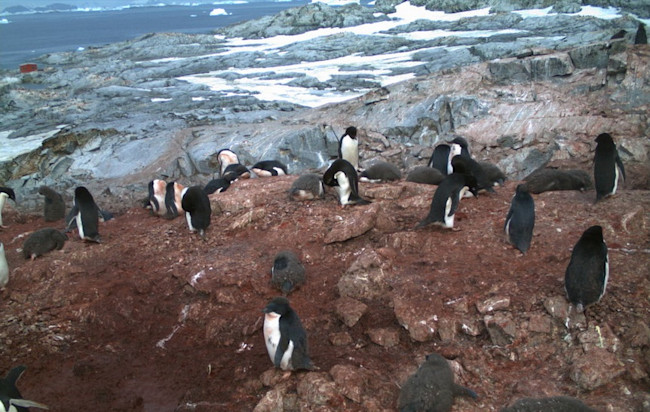 Too Many Penguins Is the Best Kind of Problem | Discover Magazine