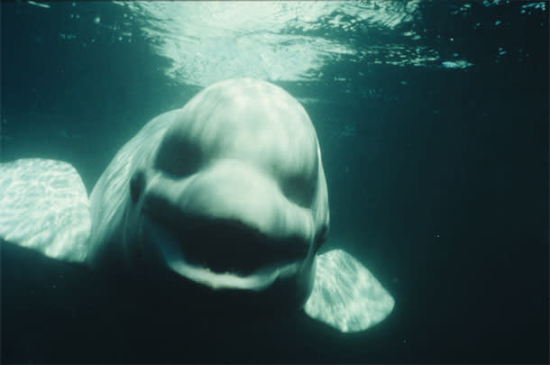 NOC, the white whale that tried to sound like a human | Discover Magazine