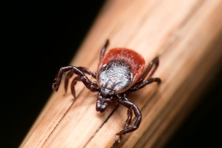 With More People Getting Outside This Summer, Scientists Wonder if Lyme Disease Cases Will Jump