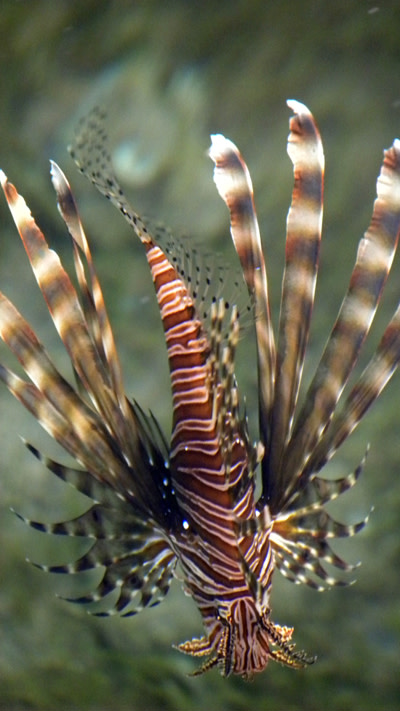 Lionfish.jpg