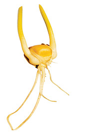 rdcorn.jpg