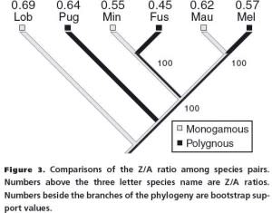 phylopair-300x235.jpg