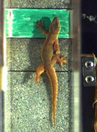 Gecko_climbing.jpg