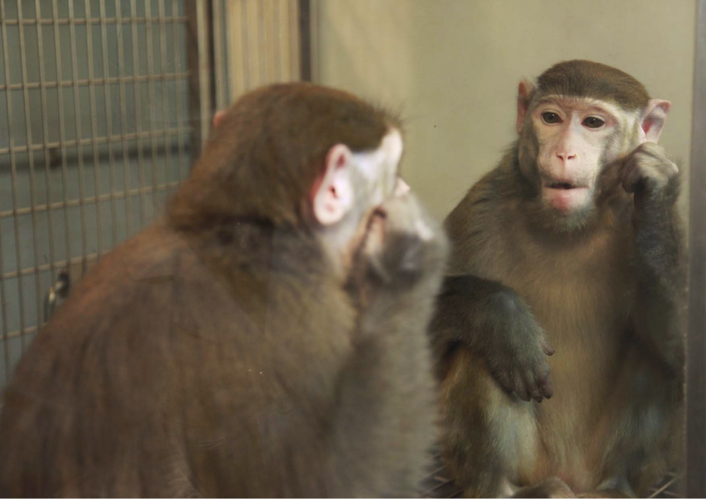 Monkeys Are Just Like Us: 9 Ways Monkeys Reflect Human Behavior