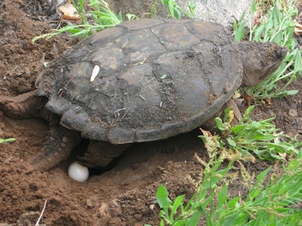 Laying-turtle440.jpg