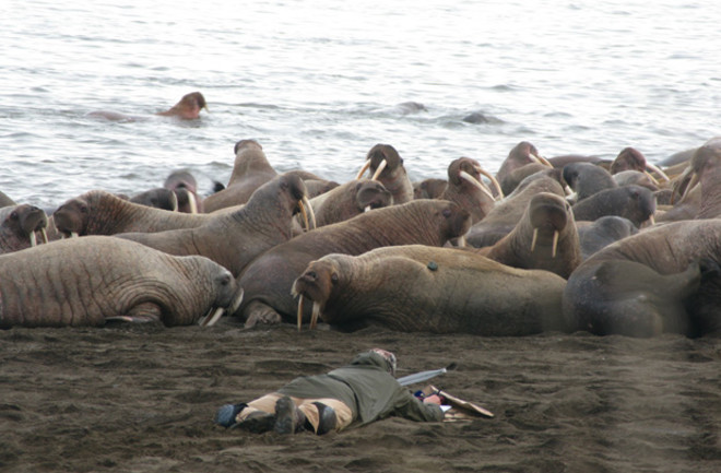Tagging Walruses - USGS