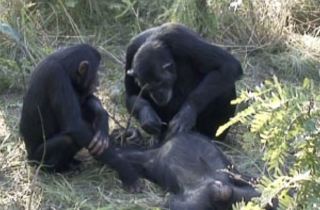 Noel, a chimpanzee, used a grass stem to pick debris from the teeth of a dead chimp in a sanctuary in Zambia.