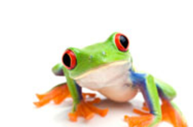 treefrogkey.jpg