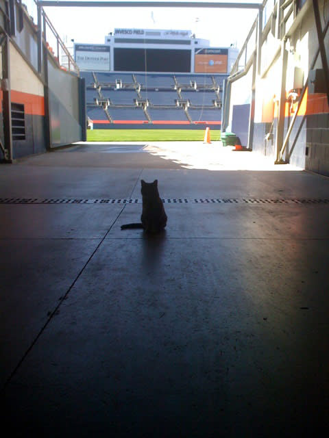 milehighstadiumcat.jpg