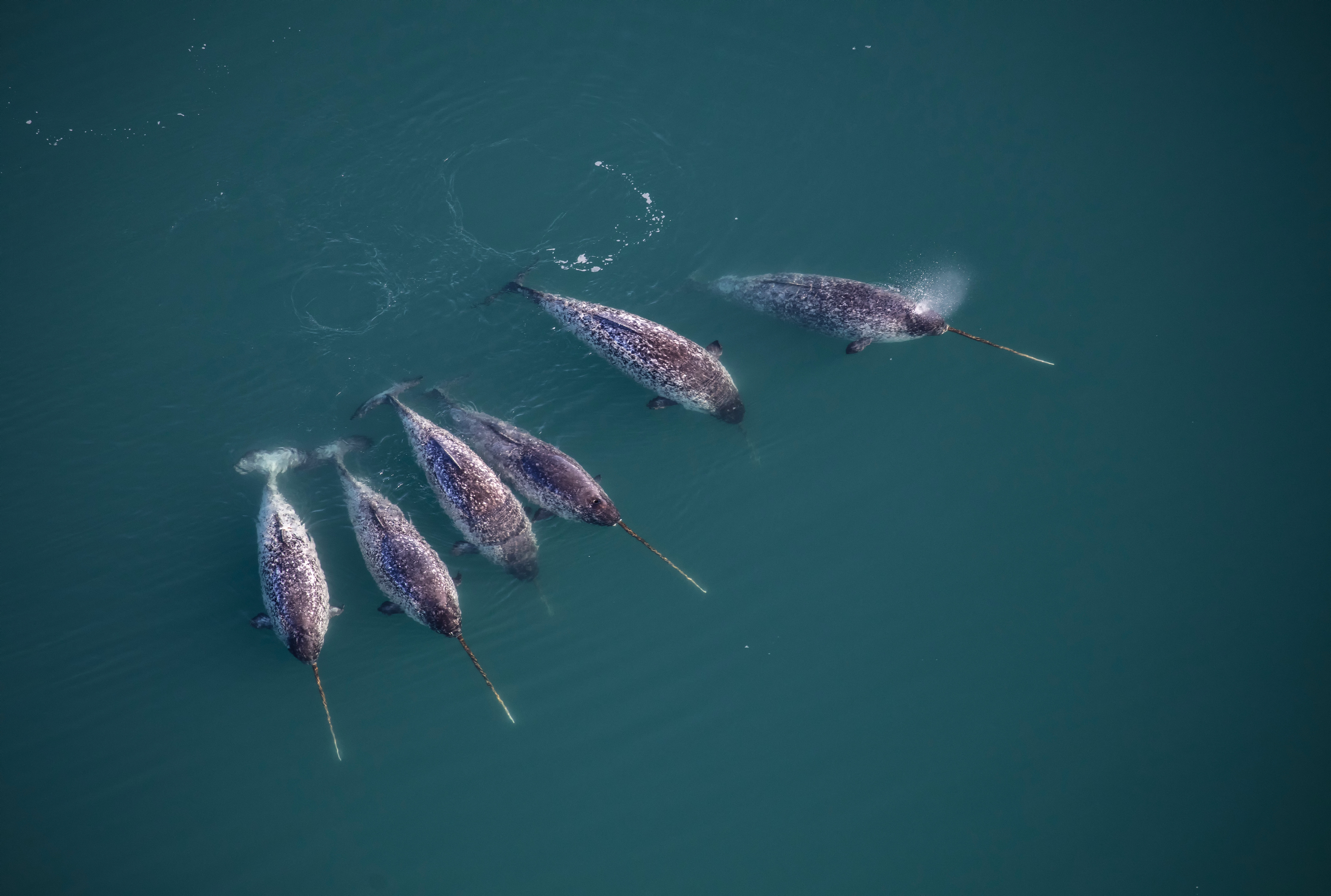 narwhal pod