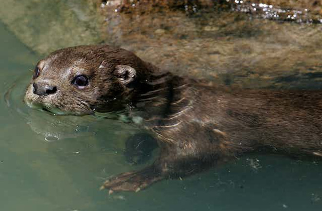 Otter-in-water