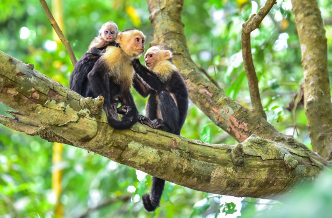 Capuchin monkeys